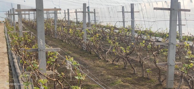 同芮葡萄1 同芮葡萄1