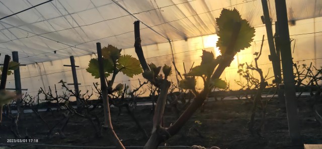 同芮葡萄2 同芮葡萄2